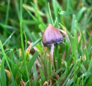 13 Spiritual Meanings Of Mushrooms In Yard (Answered)