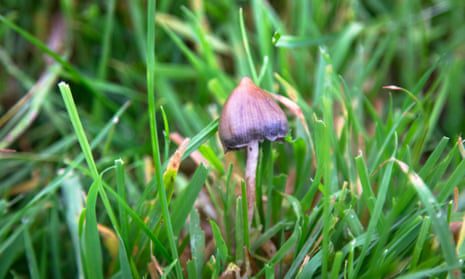 13 Spiritual Meanings Of Mushrooms In Yard (Answered)