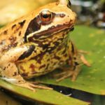 15 Spiritual Meanings Of Toad: Symbolism And Interpretation