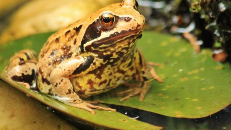 15 Spiritual Meanings Of Toad: Symbolism And Interpretation