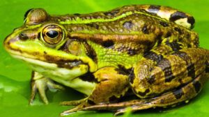 23 Spiritual Meanings of a Frog Crossing Your Path