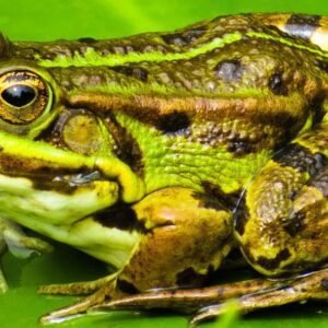 23 Spiritual Meanings of a Frog Crossing Your Path