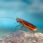 Spiritual Meaning Of Dreaming Of Cockroaches