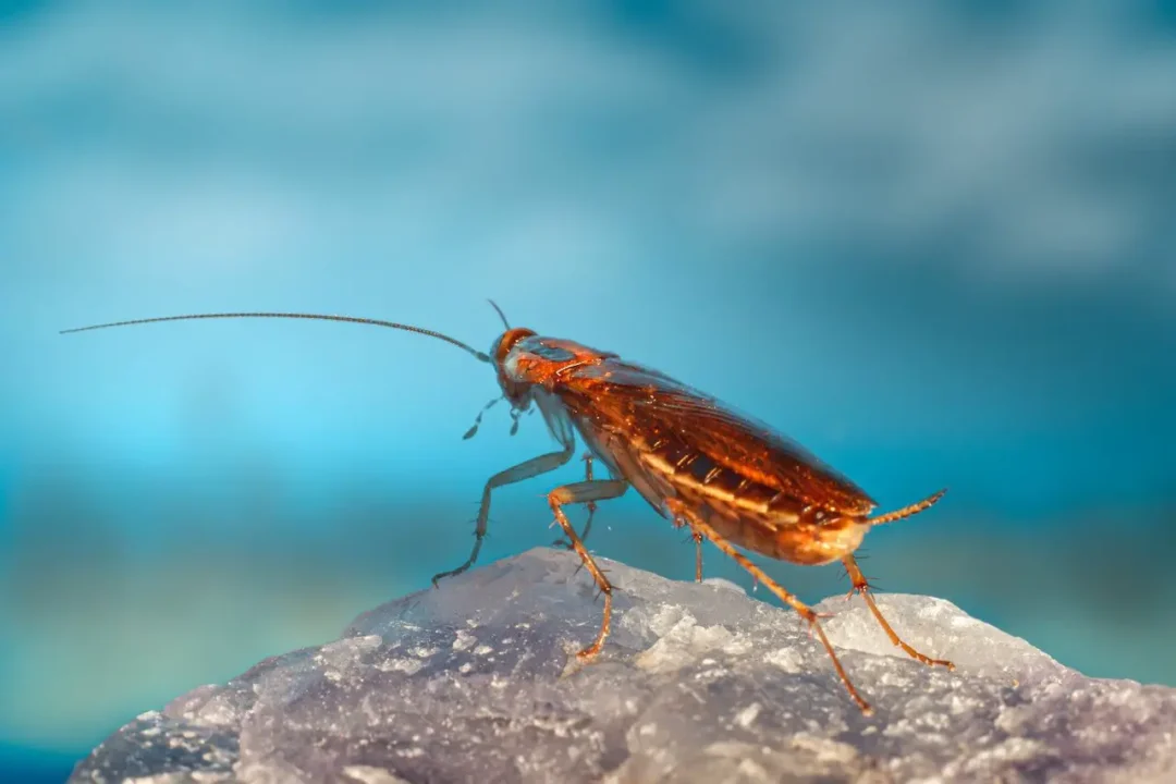 Spiritual Meaning Of Dreaming Of Cockroaches