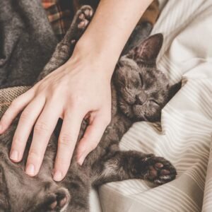 Dream About Kitten Dying