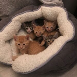 Dream About Kitten Dying