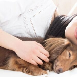Start Dream About Dog Chasing Me Meaning
