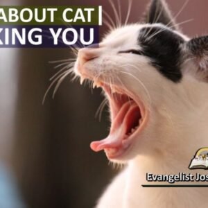 Dream of Cat Attacking Me Meaning