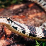 Dream of Snake Bite: What Does It Mean?