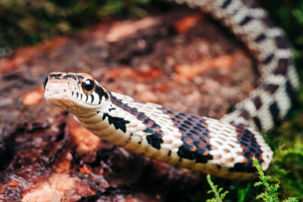 Dream of Snake Bite: What Does It Mean?