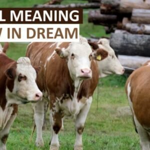 Dreaming of a White Cow