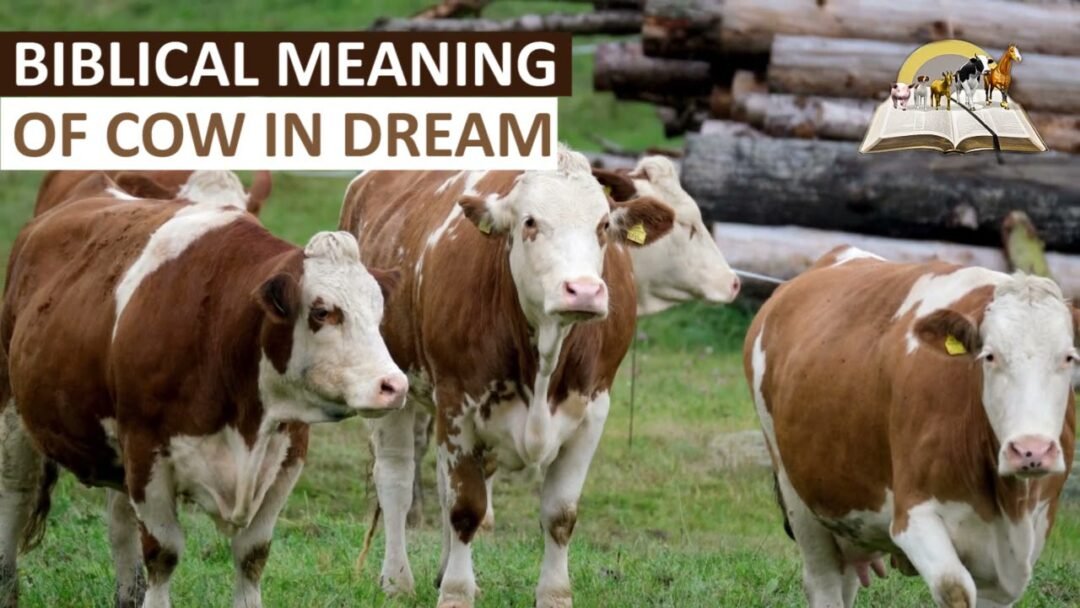 Dreaming of a White Cow