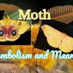 What is the Meaning of Dream About Moth?