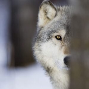 Black Wolf Attack Dream: What Does It Mean?