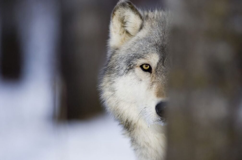 Black Wolf Attack Dream: What Does It Mean?