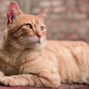 Dream of Cats Fighting: What Does It Mean?