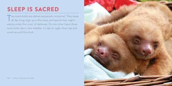 Life in the Sloth Lane: Slow Down and Smell the Hibiscus